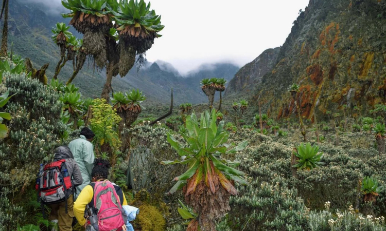 Kilembe Trail - Trek to Margherita Peak in Rwenzori Mountains