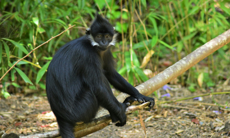 Primate Trekking in Mount Rwenzori – Monkeys & Chimpanzees