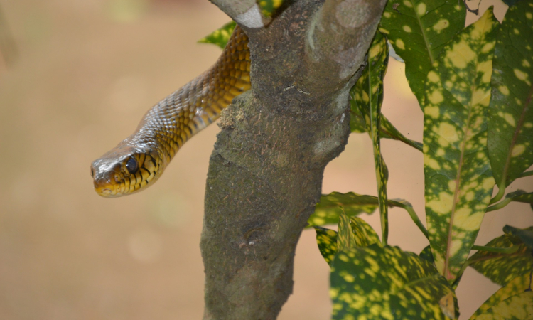 Snakes in Mount Rwenzori National Park, Uganda